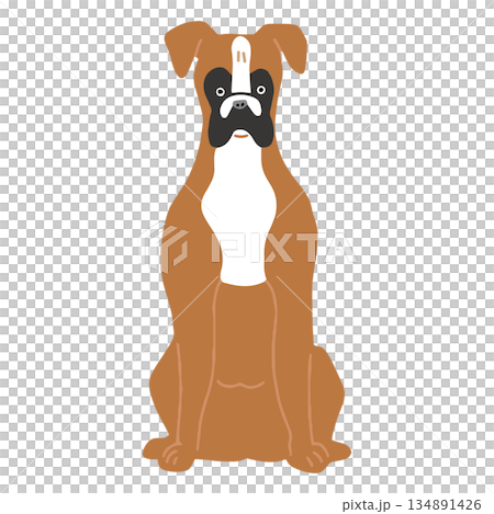 犬　手書きイラスト　ボクサー 134891426