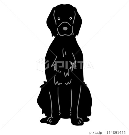 犬 手書きイラスト フラットコーテッドレトリーバー 犬 手書きイラスト フラットコーテッドレトリーバー 134891433