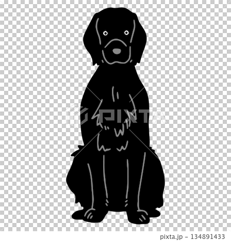 犬 手書きイラスト フラットコーテッドレトリーバー 犬 手書きイラスト フラットコーテッドレトリーバー 134891433