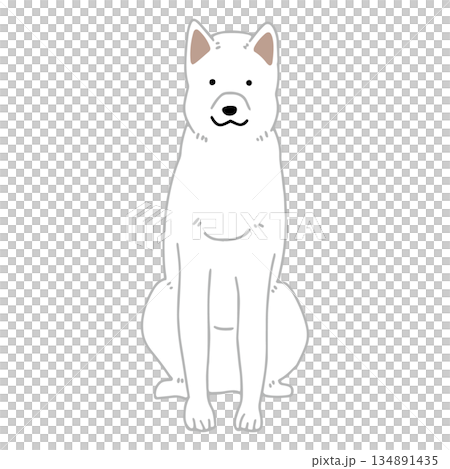 Dog hand-drawn illustration Kishu dog 134891435