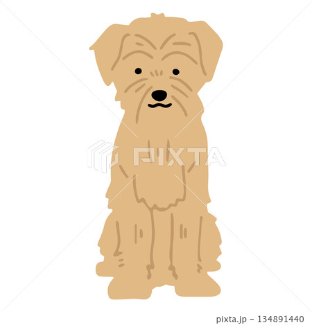 犬 手書きイラスト ノーフォークテリア 犬 手書きイラスト ノーフォークテリア 134891440