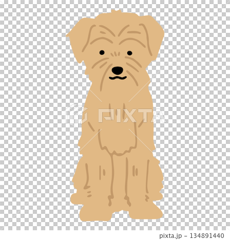 手繪諾福克梗犬插圖 134891440