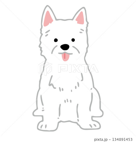 犬　手書きイラスト　ウエストハイランドホワイトテリア 134891453