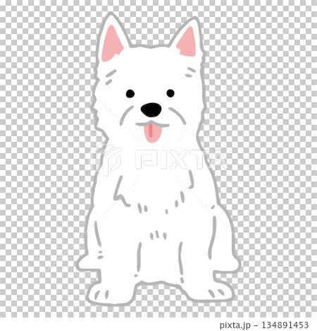 手繪西高地白梗犬插圖 134891453