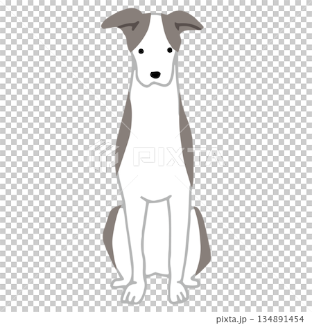 手繪惠比特犬插圖 134891454