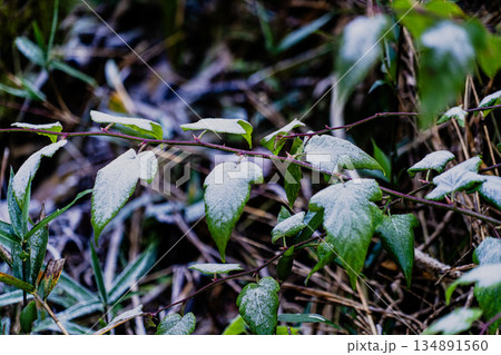 愛岐トンネル群 秋の特別公開 134891560