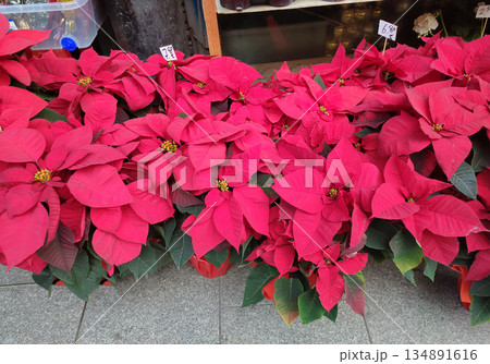 Red Poinsettia or Euphorbia pulcherrima, Christmas Star flower. Festive red and golden holiday background with Christmas tree and presents. 134891616