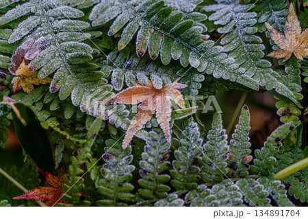 愛岐トンネル群 秋の特別公開 134891704