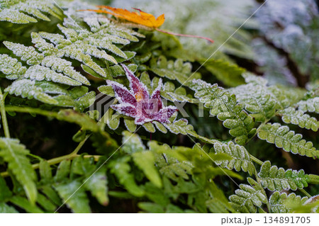 愛岐トンネル群 秋の特別公開 134891705