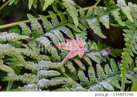 愛岐トンネル群 秋の特別公開 134891706