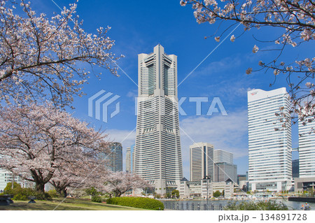 【横浜市】桜ヶ咲く横浜みなとみらい21 【横浜市】桜ヶ咲く横浜みなとみらい21 134891728