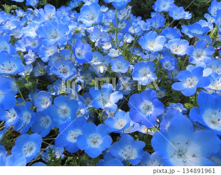 青いネモフィラの群生 134891961