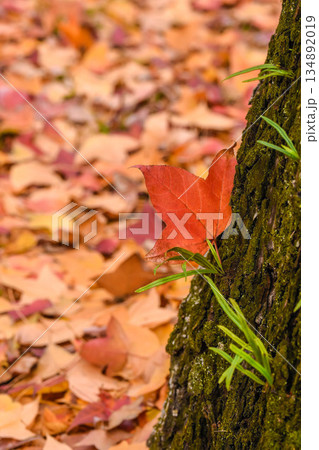 晩秋　最後の紅葉 134892019