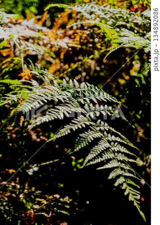 愛岐トンネル群 秋の特別公開 134892086