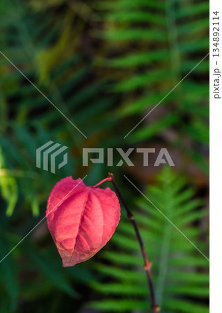 晩秋　最後の紅葉 134892114