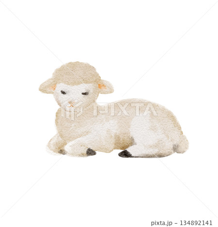 Lamb resting in a calm pose, soft watercolor painted in gentle neutral tones, ideal for nursery decor, childrens books, farm-themed designs, educational materials, and peaceful pastoral illustrations. Lamb resting in a calm pose, soft watercolor painted in gentle neutral tones, ideal for nursery decor, childrens books, farm-themed designs, educational materials, and peaceful pastoral illustrations. 134892141