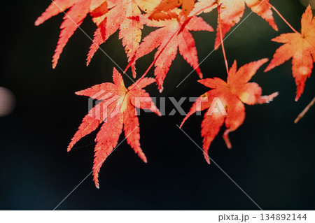 愛岐トンネル群 秋の特別公開 134892144