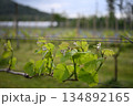 葡萄のツル 134892165
