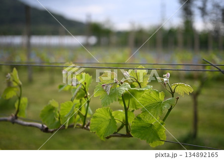 葡萄のツル 134892165