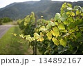 葡萄のツル　 134892167