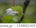 ぶどうの葉　 134892169