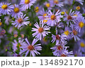 菊花 134892170