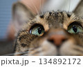 猫のアップ 134892172