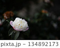 寒椿 134892173