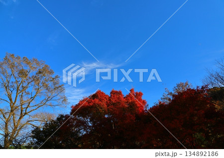 青空 筋雲 紅葉樹 青空 筋雲 紅葉樹 134892186