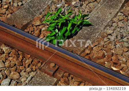 線路の隙間に芽吹く雑草 134892219