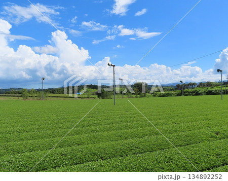 鹿児島県霧島の青空の下に広がる茶畑の風景 鹿児島県霧島の青空の下に広がる茶畑の風景 134892252