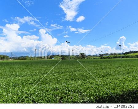 鹿児島県霧島の青空の下に広がる茶畑の風景 134892253