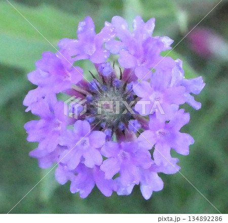 咲き始めた、紫色の宿根バーベナの花 134892286