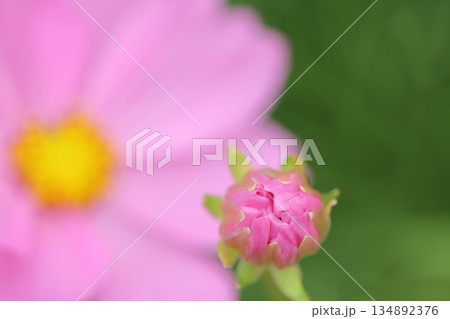 コスモスの蕾 コスモスの蕾 134892376