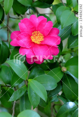 冬の花、サザンカ 134892392