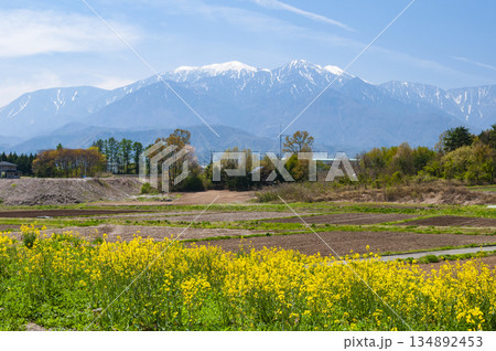 山梨県北杜市から望む南アルプスと菜の花 134892453