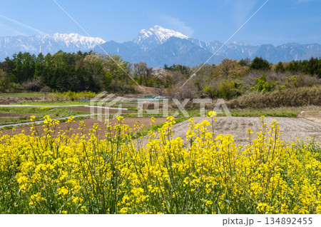 山梨県北杜市から望む甲斐駒ヶ岳と菜の花 山梨県北杜市から望む甲斐駒ヶ岳と菜の花 134892455