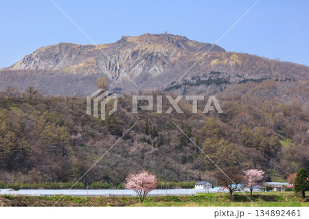 北海道壮瞥町、伊達市側から眺めた有珠山と桜【5月】 134892461