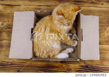 Ginger cat in cardboard box on wooden background Ginger cat in cardboard box on wooden background 134892463