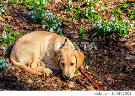 Portrait of labrador retriever puppy surrounded by white snowdrops flowers (Galanthus nivalis) in spring forest Portrait of labrador retriever puppy surrounded by white snowdrops flowers (Galanthus nivalis) in spring forest 134892501