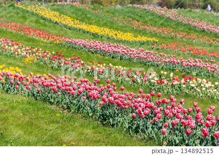 Beautiful multicolored tulips in a flower park  at spring 134892515