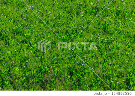 View of the green pea field at spring 134892550