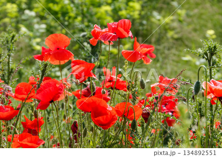 Red poppy flowers on the green meadow Red poppy flowers on the green meadow 134892551