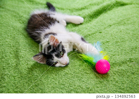 Beautiful kitten playing with a toy on a bed 134892563