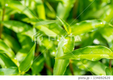 雨上がりの朝~露草(ツユクサ)~ 雨上がりの朝~露草(ツユクサ)~ 134892620
