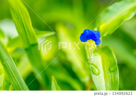 雨上がりの朝～露草(ツユクサ)～ 134892621