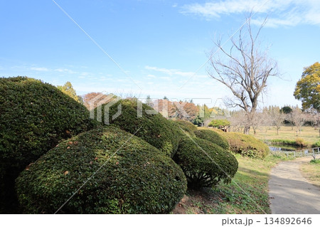 茨城県古河市公方公園の風景 茨城県古河市公方公園の風景 134892646