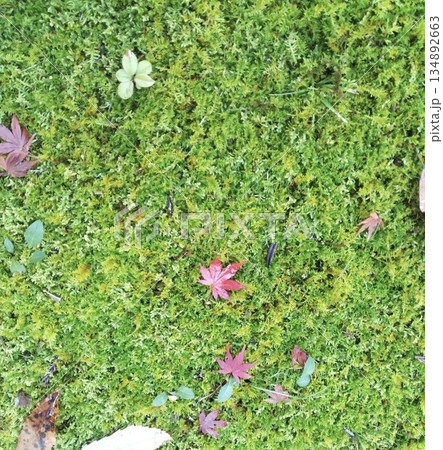 苔の絨毯に紅葉 134892663