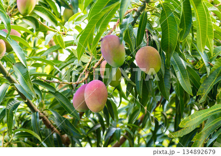 台湾で見かけた庭先に成るマンゴー 134892679