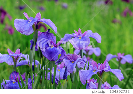 北海道苫小牧市、錦大沼ハナショウブ園で咲き誇るハナショウブ【7月】 134892722